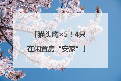 猫头鹰×5！4只在闲置房“安家”