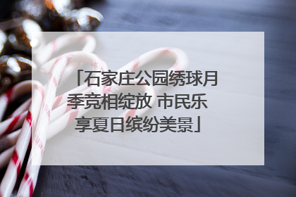 石家庄公园绣球月季竞相绽放 市民乐享夏日缤纷美景