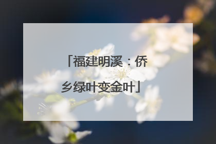 福建明溪：侨乡绿叶变金叶