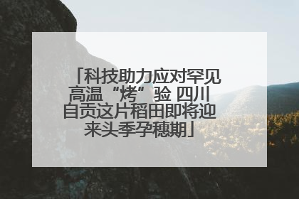 科技助力应对罕见高温“烤”验 四川自贡这片稻田即将迎来头季孕穗期