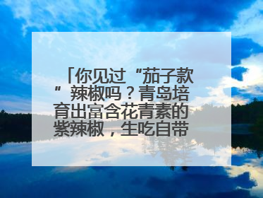 你见过“茄子款”辣椒吗？青岛培育出富含花青素的紫辣椒，生吃自带水果甜