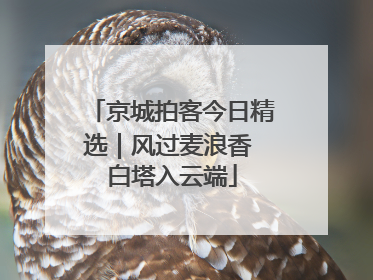 京城拍客今日精选｜风过麦浪香 白塔入云端