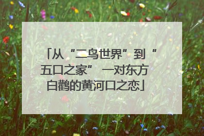 从“二鸟世界”到“五口之家” 一对东方白鹳的黄河口之恋