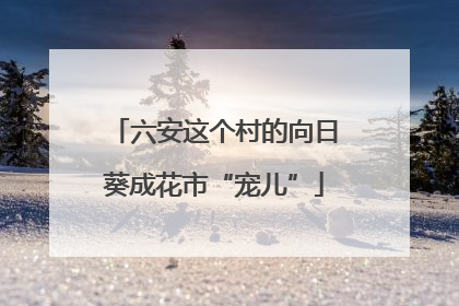 六安这个村的向日葵成花市“宠儿”
