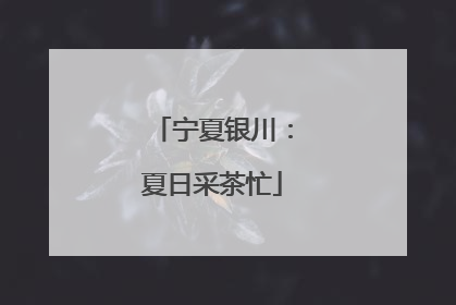 宁夏银川：夏日采茶忙
