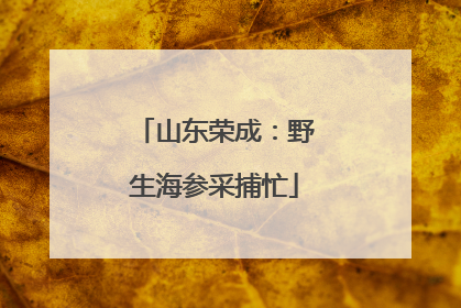 山东荣成：野生海参采捕忙