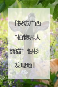 探访广西“植物界大熊猫”银杉发现地