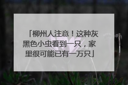 柳州人注意！这种灰黑色小虫看到一只，家里很可能已有一万只