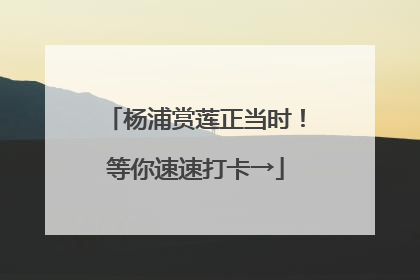 杨浦赏莲正当时！等你速速打卡→