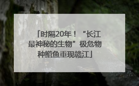 时隔20年！“长江最神秘的生物”极危物种鳤鱼重现赣江