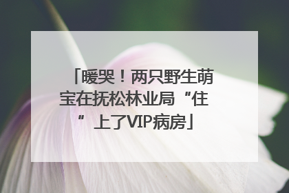 暖哭！两只野生萌宝在抚松林业局“住”上了VIP病房