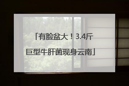有脸盆大！3.4斤巨型牛肝菌现身云南