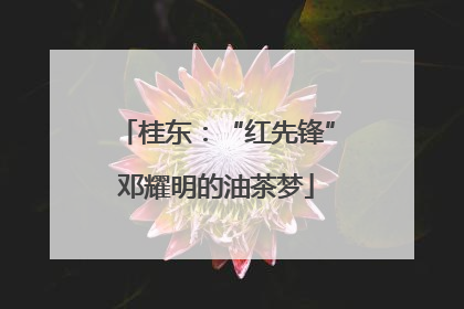 桂东：“红先锋”邓耀明的油茶梦