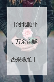 河北顺平：万余亩鲜杏采收忙