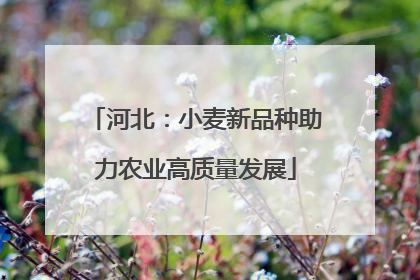 河北：小麦新品种助力农业高质量发展