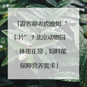 游客称老虎瘦如“卡片”？北京动物园：体重正常，饲料能保障营养需求