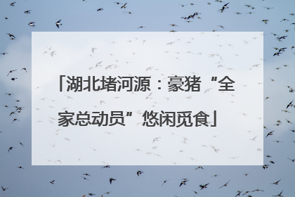 湖北堵河源：豪猪“全家总动员”悠闲觅食