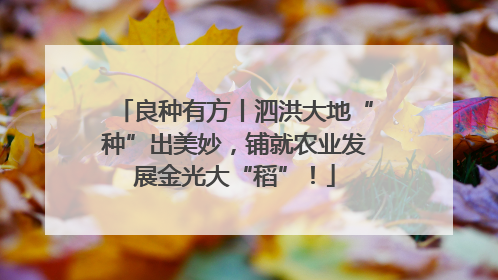 良种有方丨泗洪大地“种”出美妙，铺就农业发展金光大“稻”！