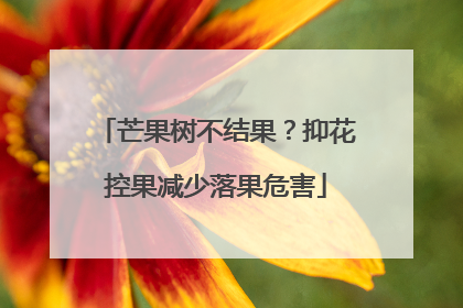 芒果树不结果？抑花控果减少落果危害