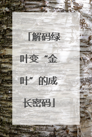 解码绿叶变“金叶”的成长密码