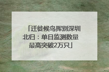 迁徙候鸟挥别深圳北归：单日监测数量最高突破2万只