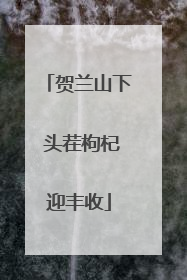 贺兰山下 头茬枸杞迎丰收
