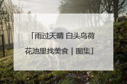 雨过天晴 白头鸟荷花池里找美食｜图集