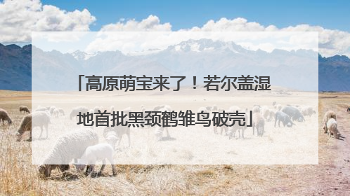 高原萌宝来了！若尔盖湿地首批黑颈鹤雏鸟破壳